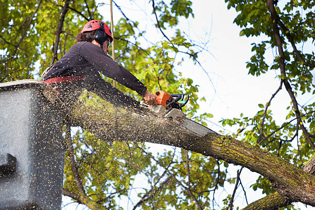 Leaf Removal in Dickson City, PA